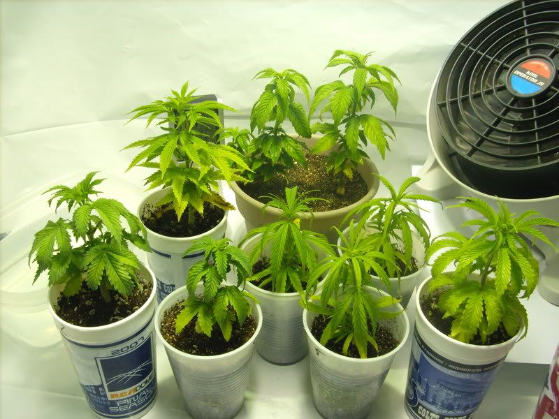 plants2015.jpg