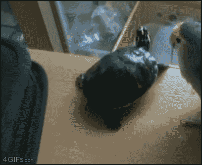 yBMuvMk.gif