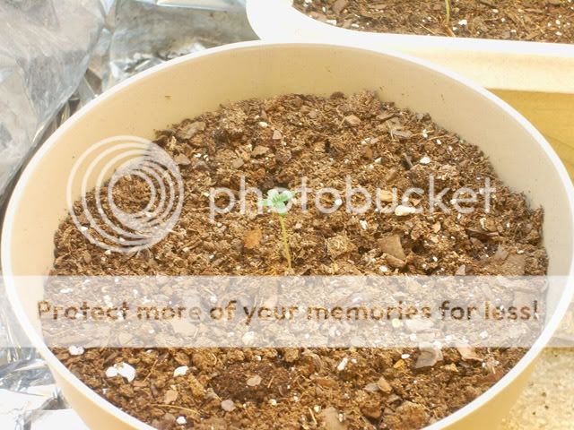 pic11-whitewidow.jpg