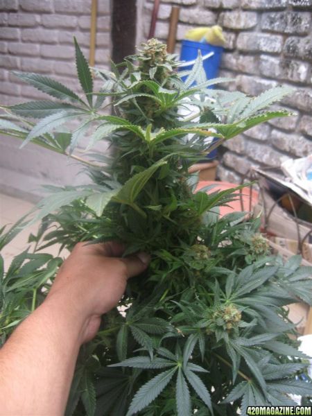 Blueberry_Maincola_Harvest_001.jpg