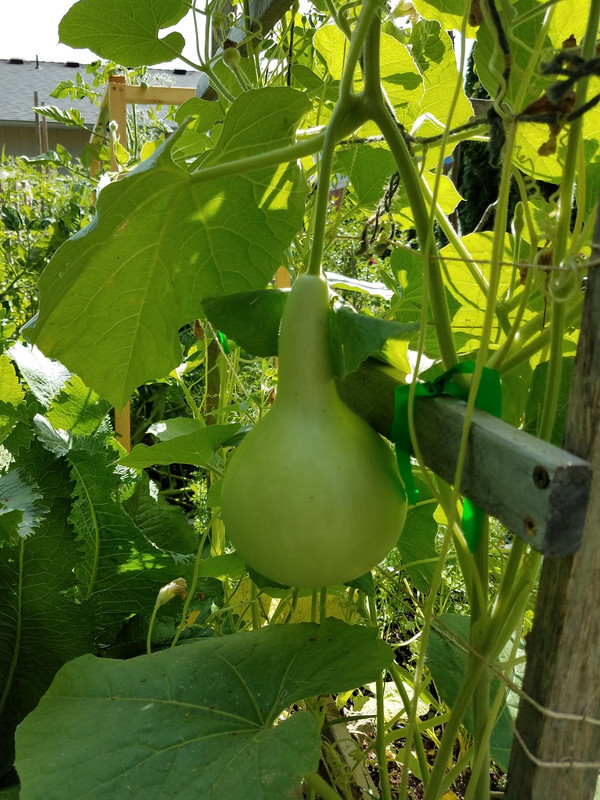 720gourd1.jpg