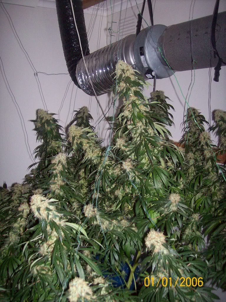 Plants022.jpg