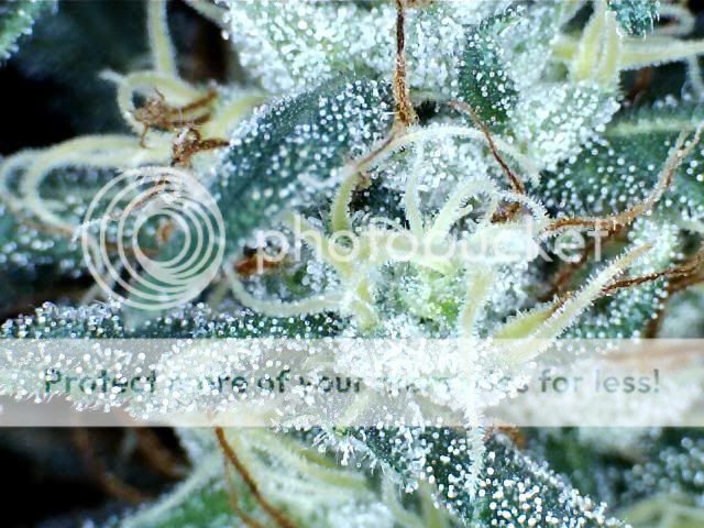 trich206.jpg