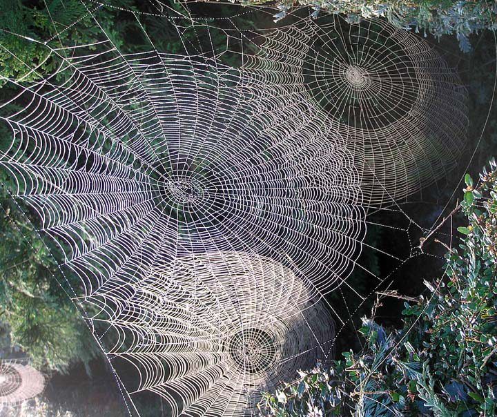Spiderwebs~Love to look at spider webs and would say this is about the  coolest set of spider webs I've seen. | Spider web, Spider art, Spider