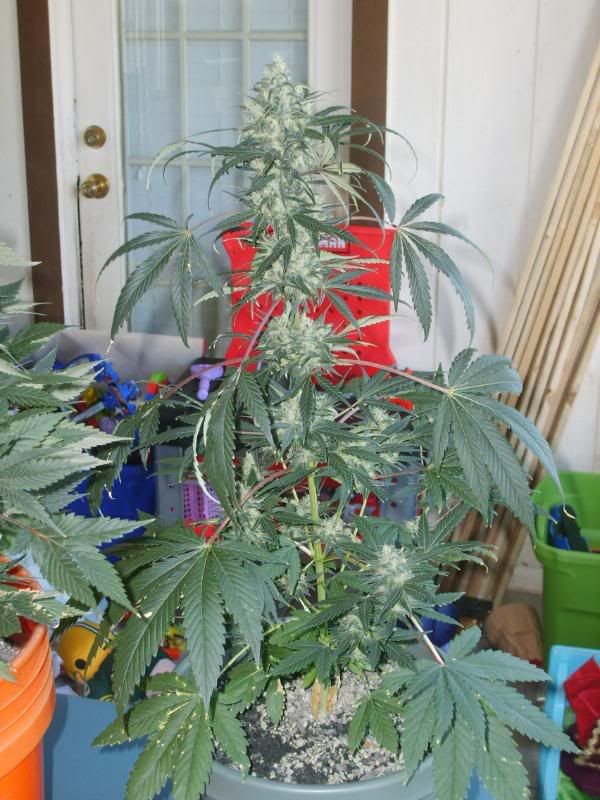 10weeksharvest004.jpg