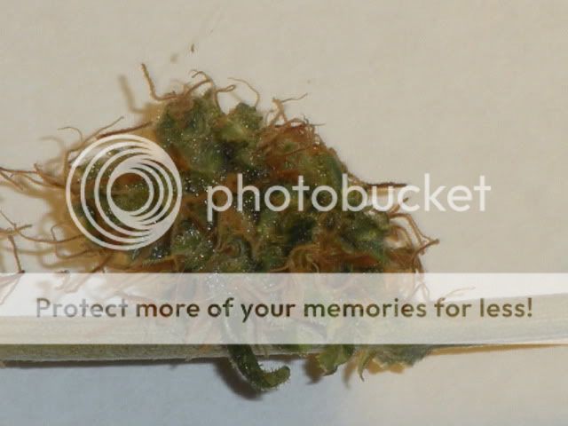 DSCN1622.jpg