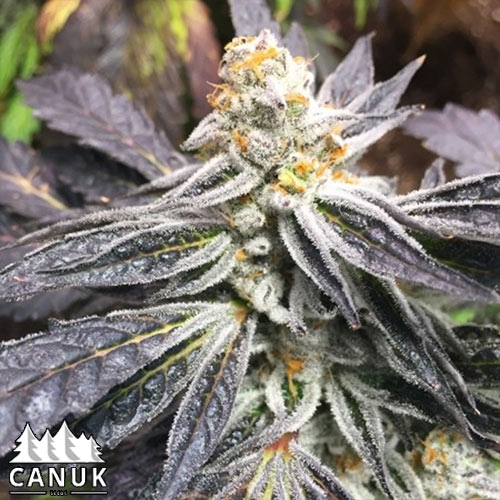 www.canukseeds.com