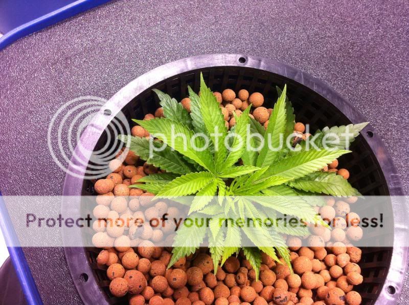plant2-2.jpg