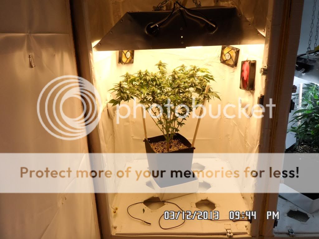 SAM_0699_zpsc21b8efd.jpg