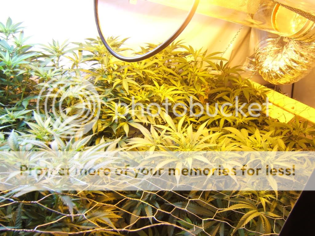 FlowerDay11.jpg