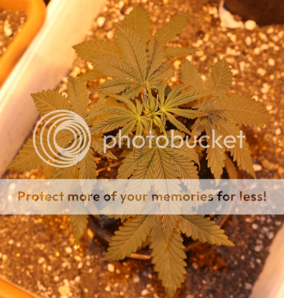 c19daysveg_zpsa5f5c00b.jpg