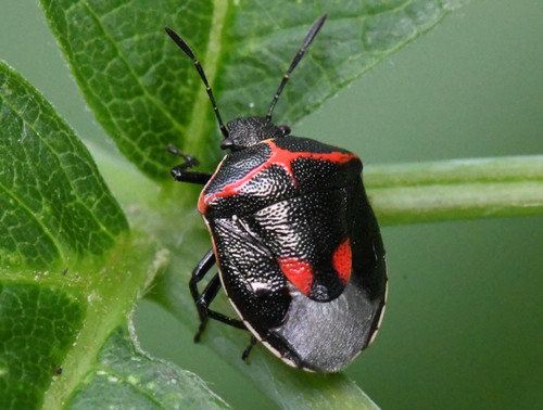 www.inaturalist.org