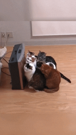 gifs_21.gif