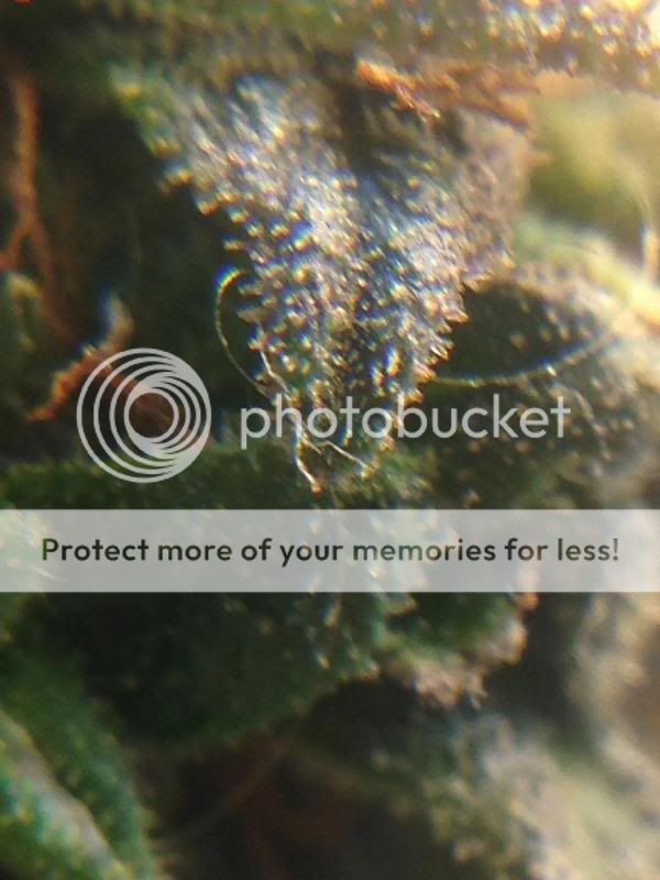 image_zpsbcf1a3cb.jpg
