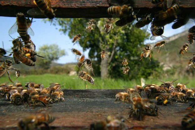 monsantobees-625x416.jpg