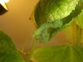 pics044.jpg