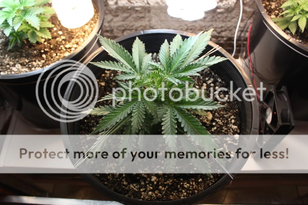 Seed1Day23FIM.jpg