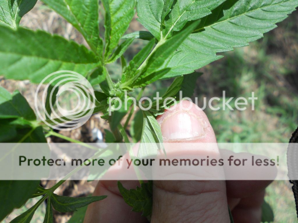 DSCN4526.jpg