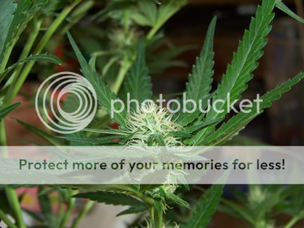 20daysflowering10.jpg