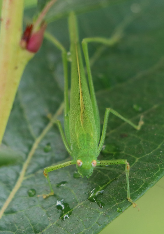 grasshopper.jpg