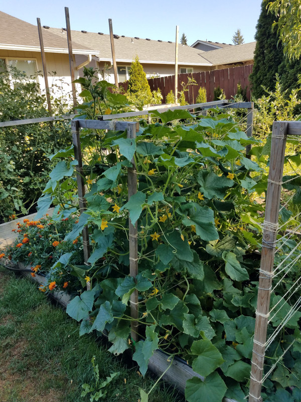 cucumber5a.jpg