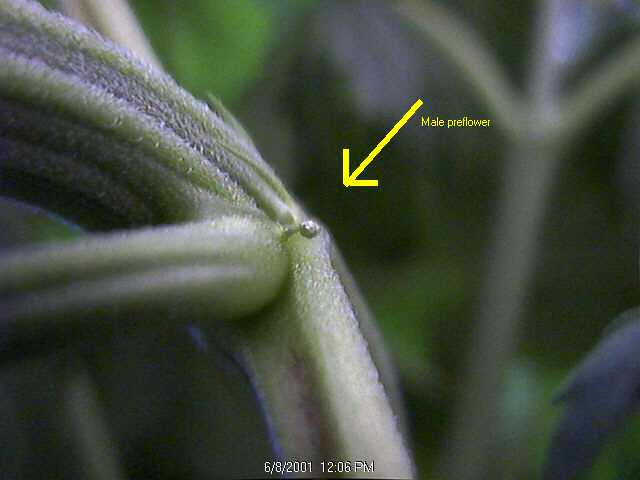 preflowh.jpg