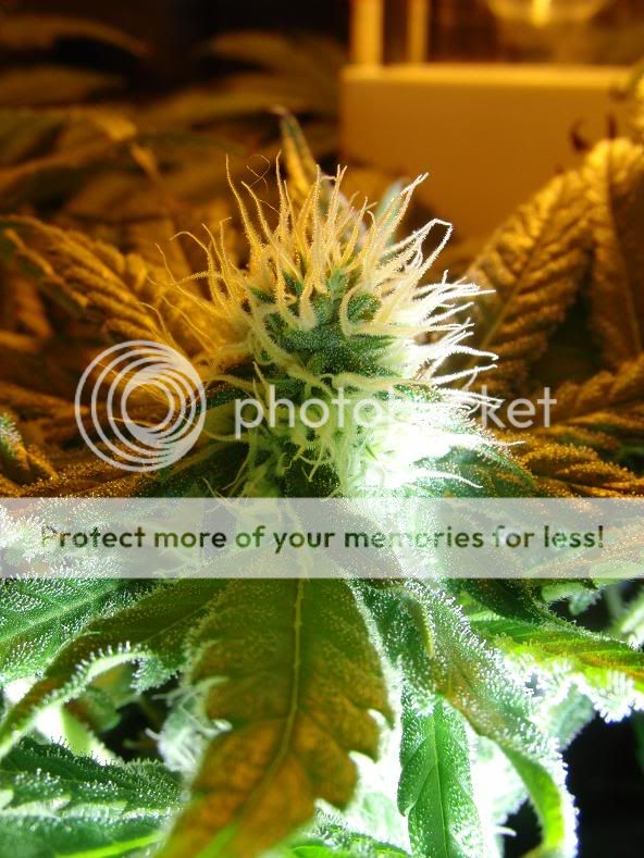 week14_bud1.jpg