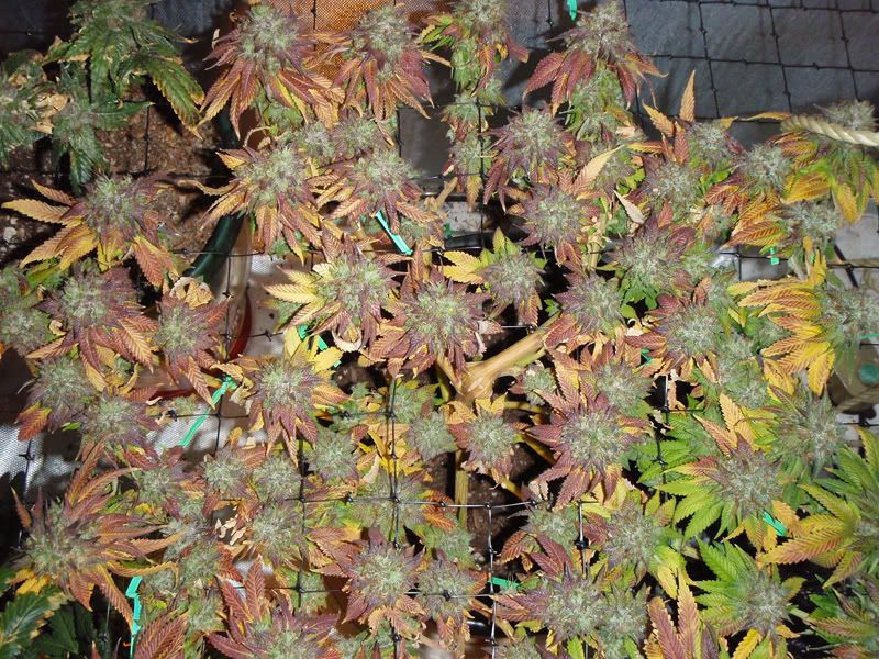 8weeksflower1-1.jpg