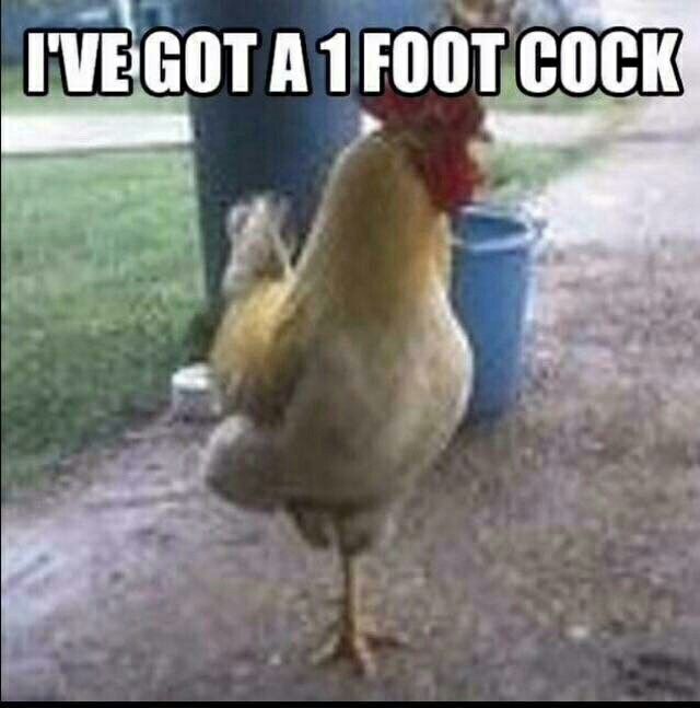 1cbd230b74a9ada09afc4d2cebff4a76--too-funny-funny-pics.jpg