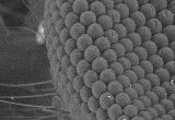 desktop-electron-microscope.jpg