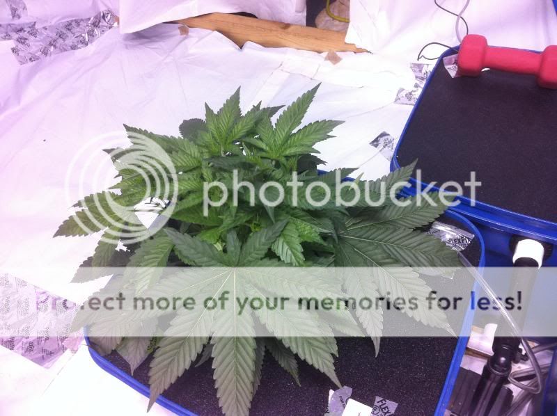 plant11.jpg