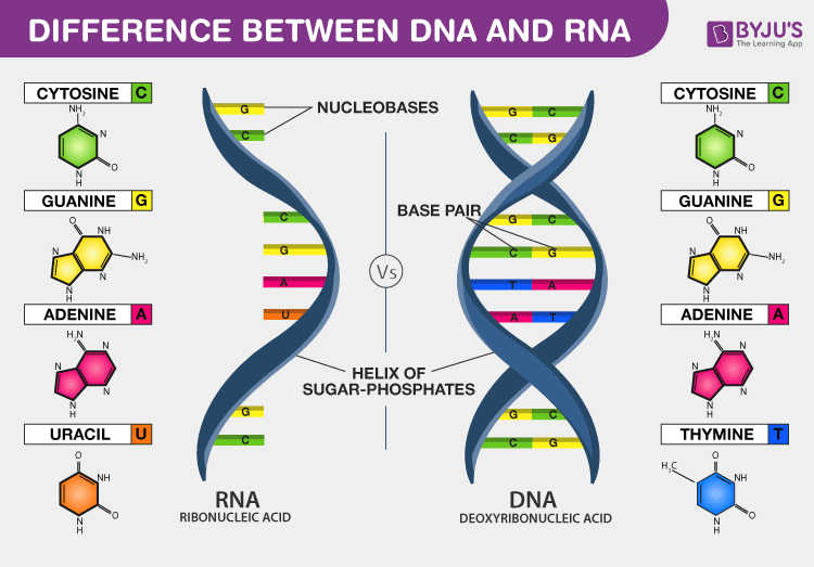 Difference-Between-DNA-and-RNA.png