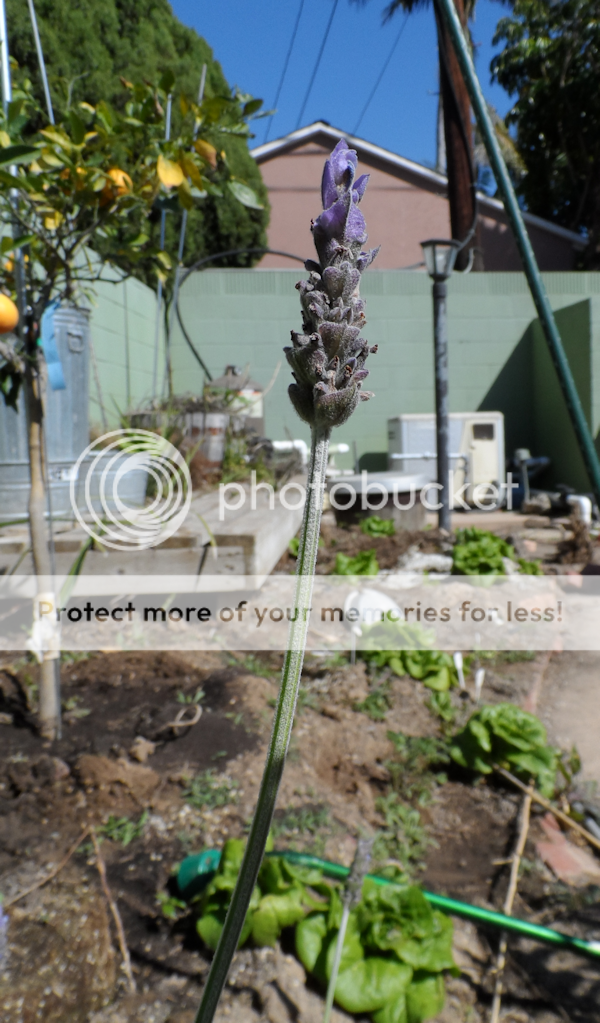 Lavender_zps12f89a31.png