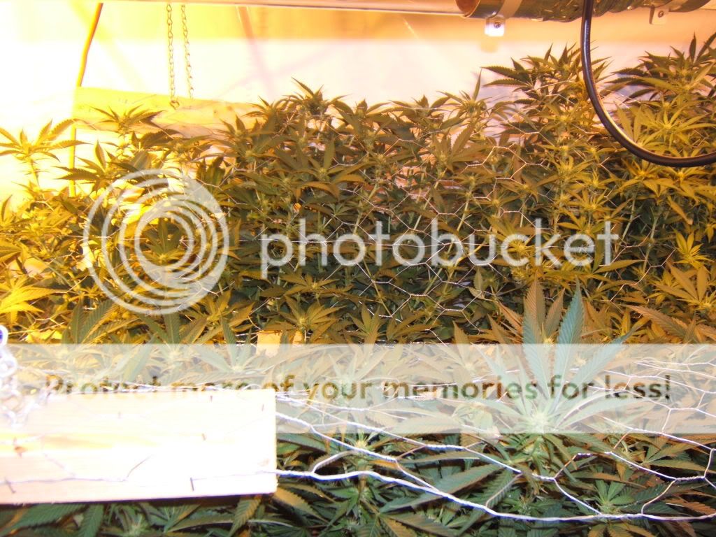 FlowerDay14.jpg