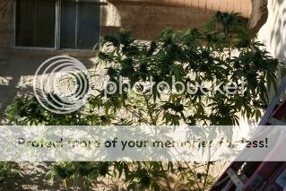 08harvest.jpg