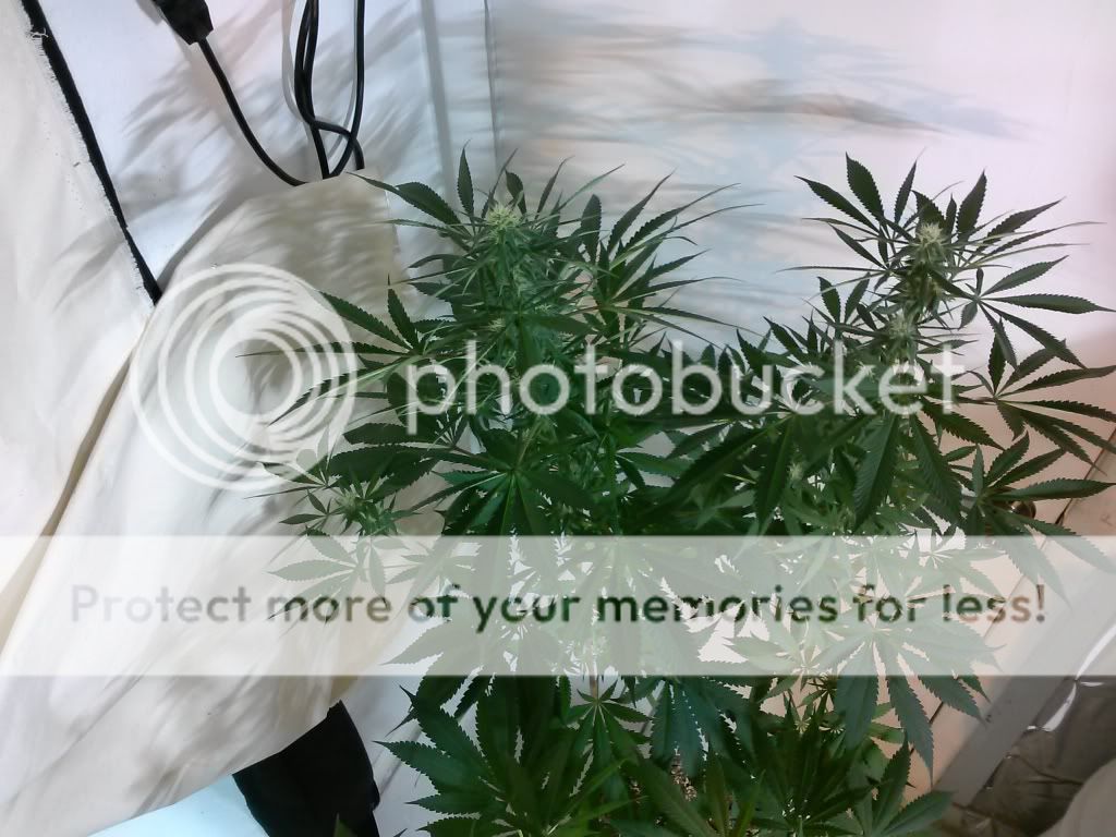CAM00110_zps05352fe2.jpg