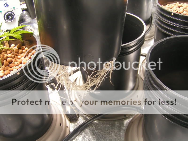 PICT7932.jpg