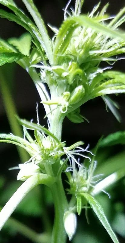 thaihermie2.jpg
