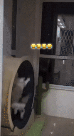 1678726458_10.gif