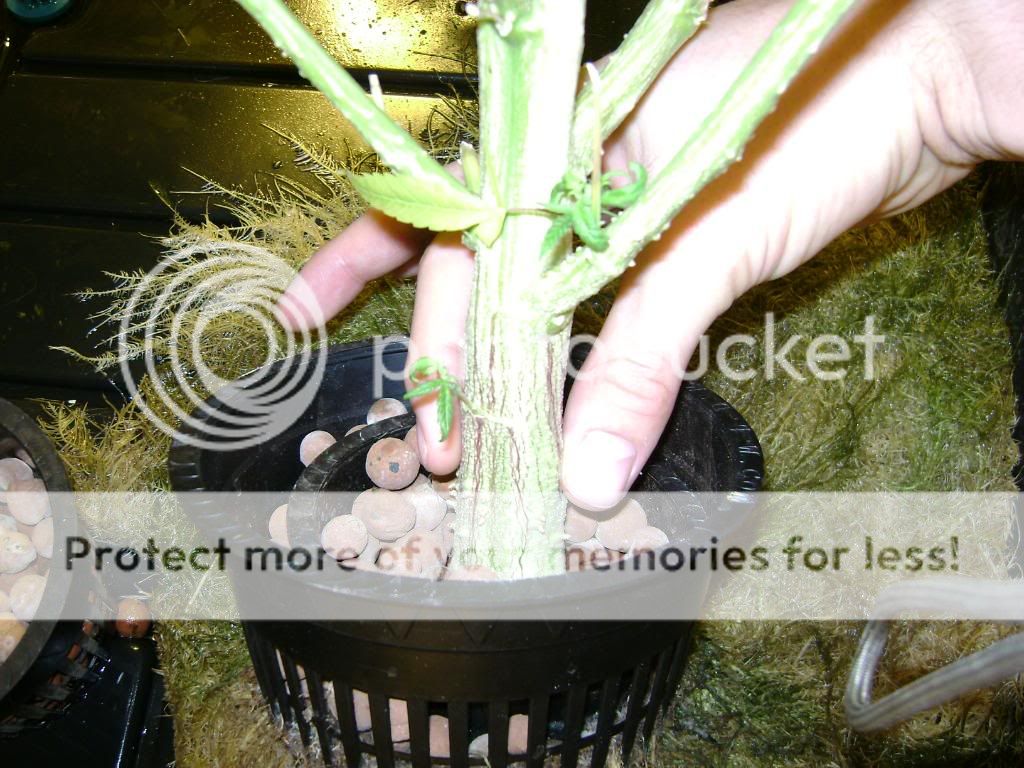 plantproblems055.jpg