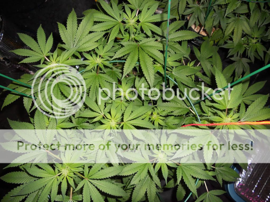 G13B3_Day24f.jpg