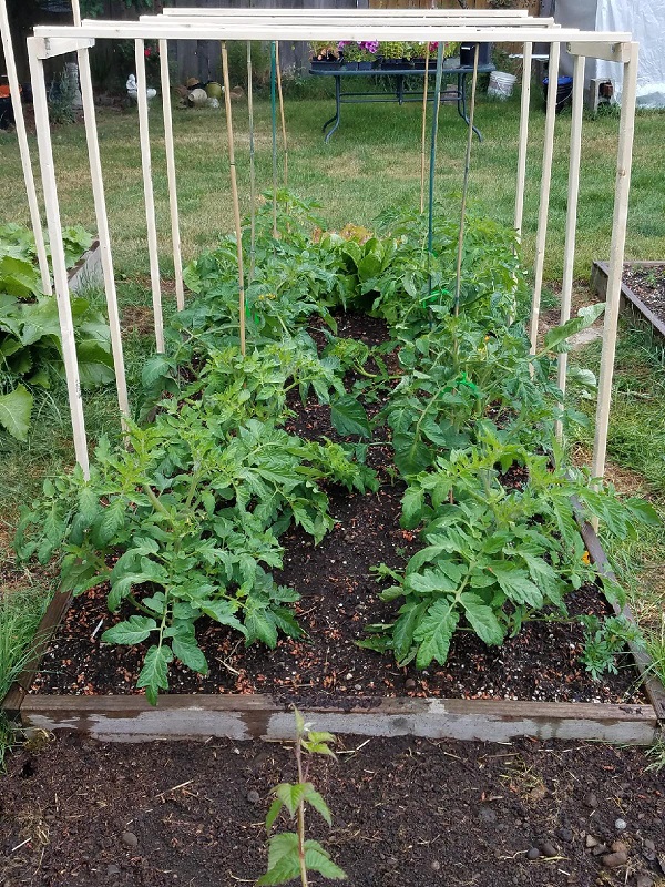 tomatos.jpg