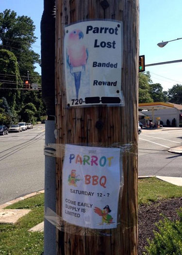 lost-parrot.jpg