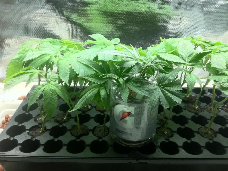 grow136.jpg