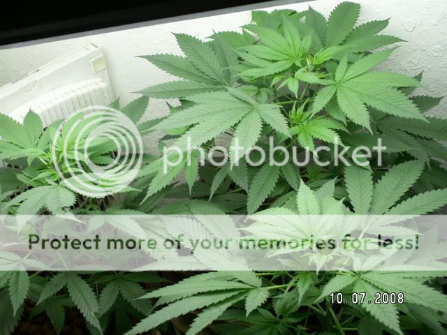 PICT0072.jpg