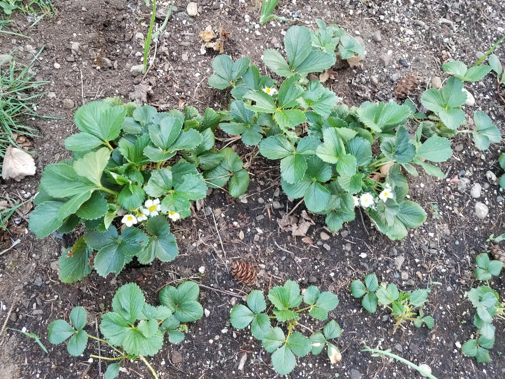 berrie-C04222021.jpg