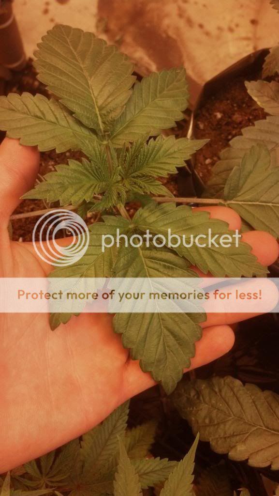 2013-01-04_12-54-15_902_zpsdc4a1ba5.jpg
