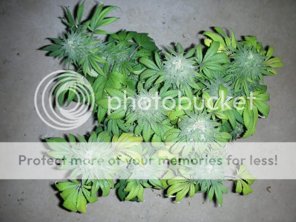 DSCN2130.jpg