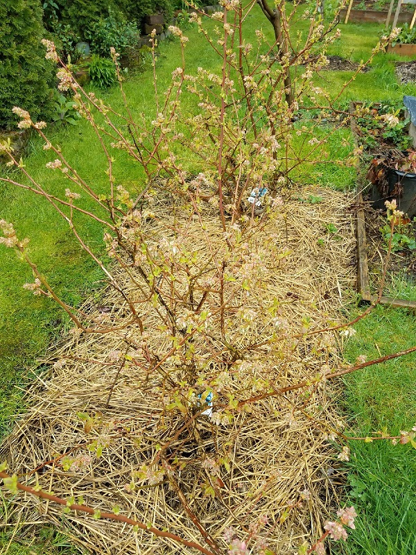blueberry1.jpg