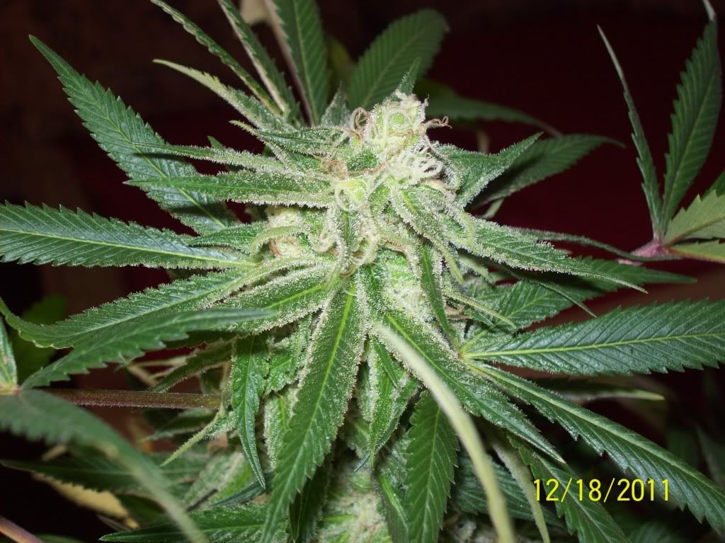 100_8874.jpg